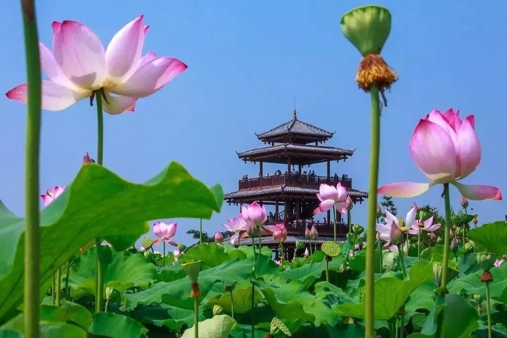 广西贵港旅游姐姐带你云游赏荷胜地，云尝荷城美食