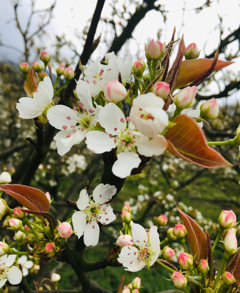 桂林市导游协会组织导游开展踏春赏花活动