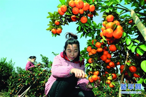 特色食品与桂林山水齐辉———桂林市全面加快地方特色食品产业迈向高质量发展综述