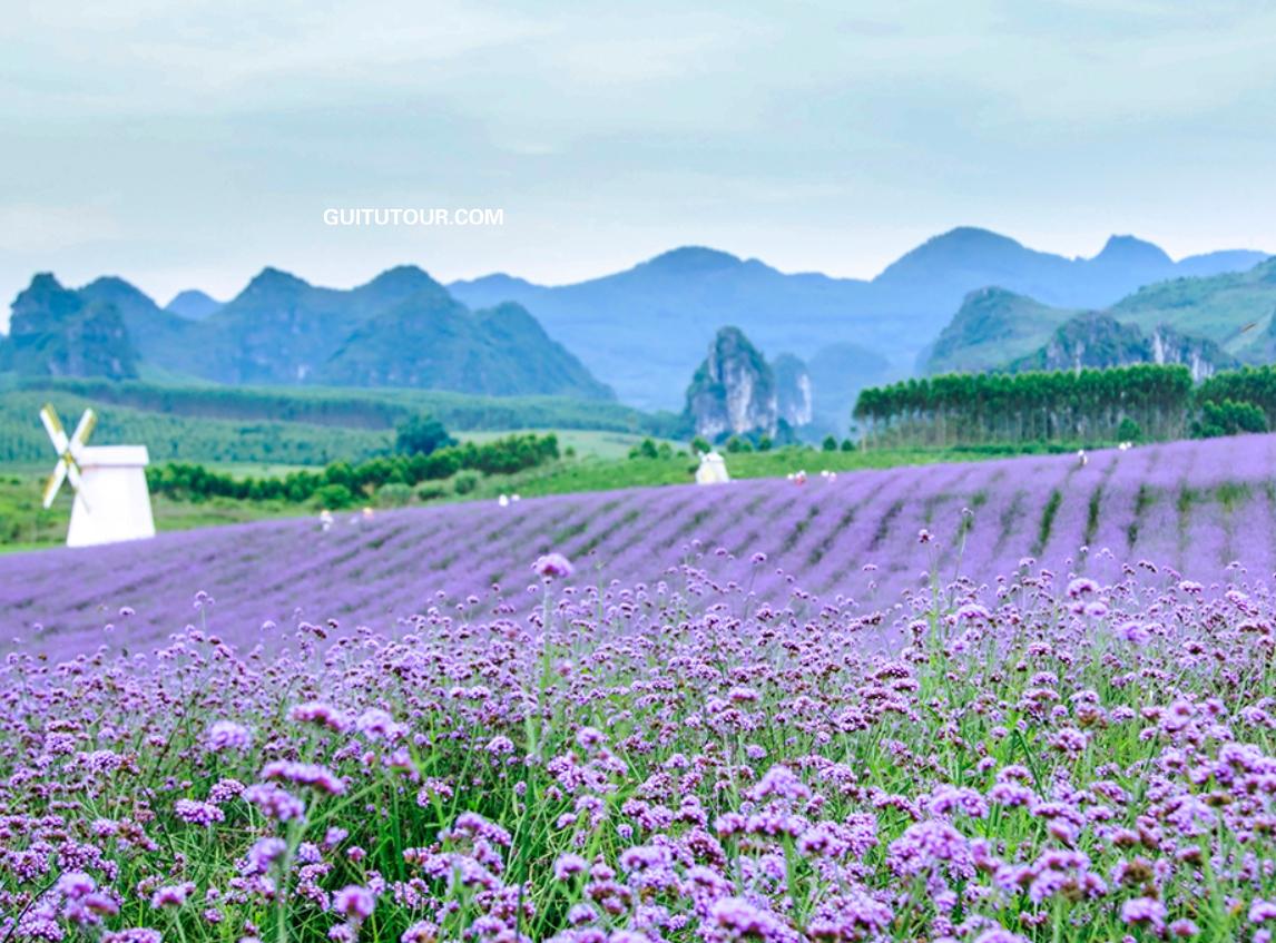 忻城薰衣草庄园旅游图片