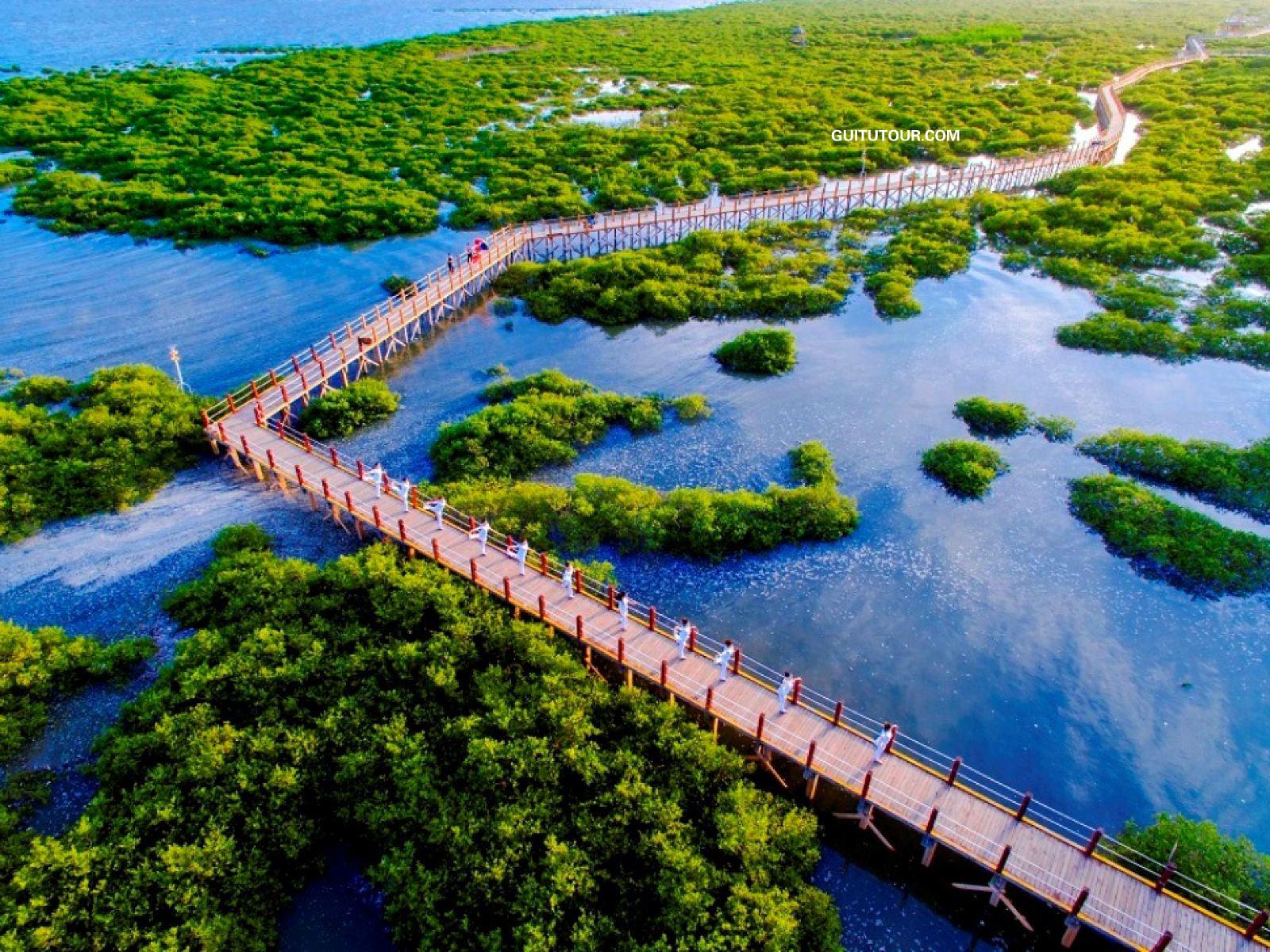 金海湾红树林旅游图片