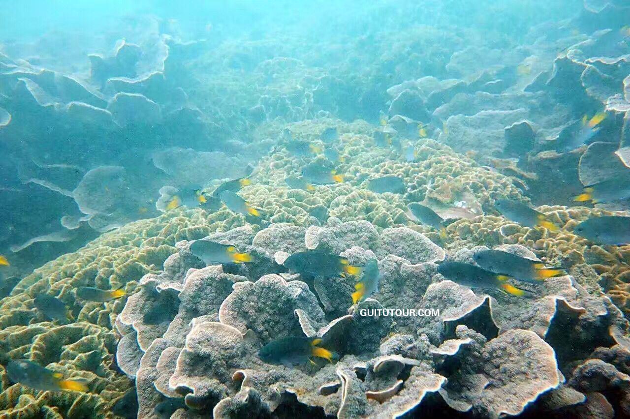 石螺口海滩潜水体验旅游图片